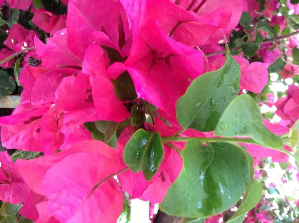 Aparthotel Bougainvillea 3*