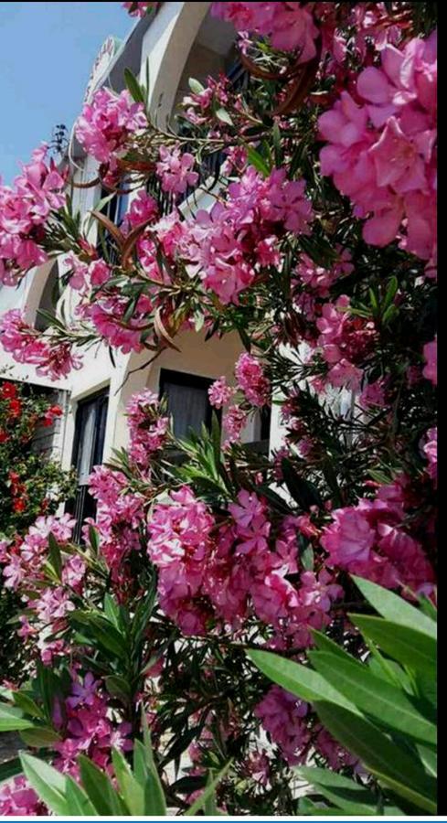 Myriama *