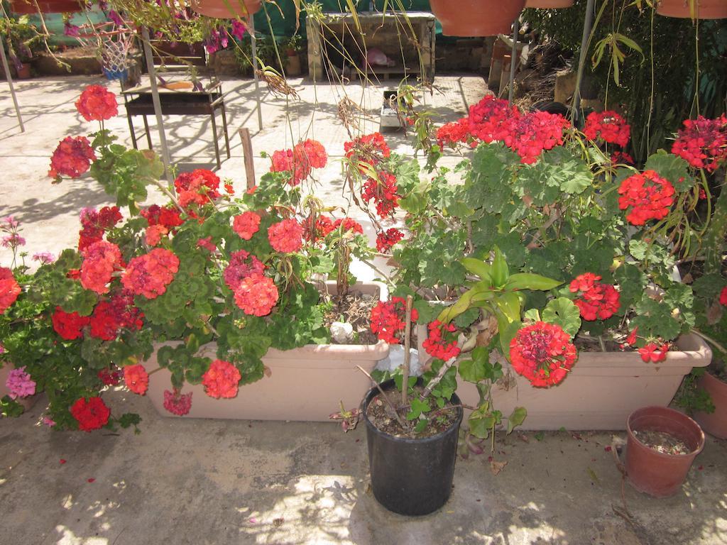 Aparthotel Georgia Paphos