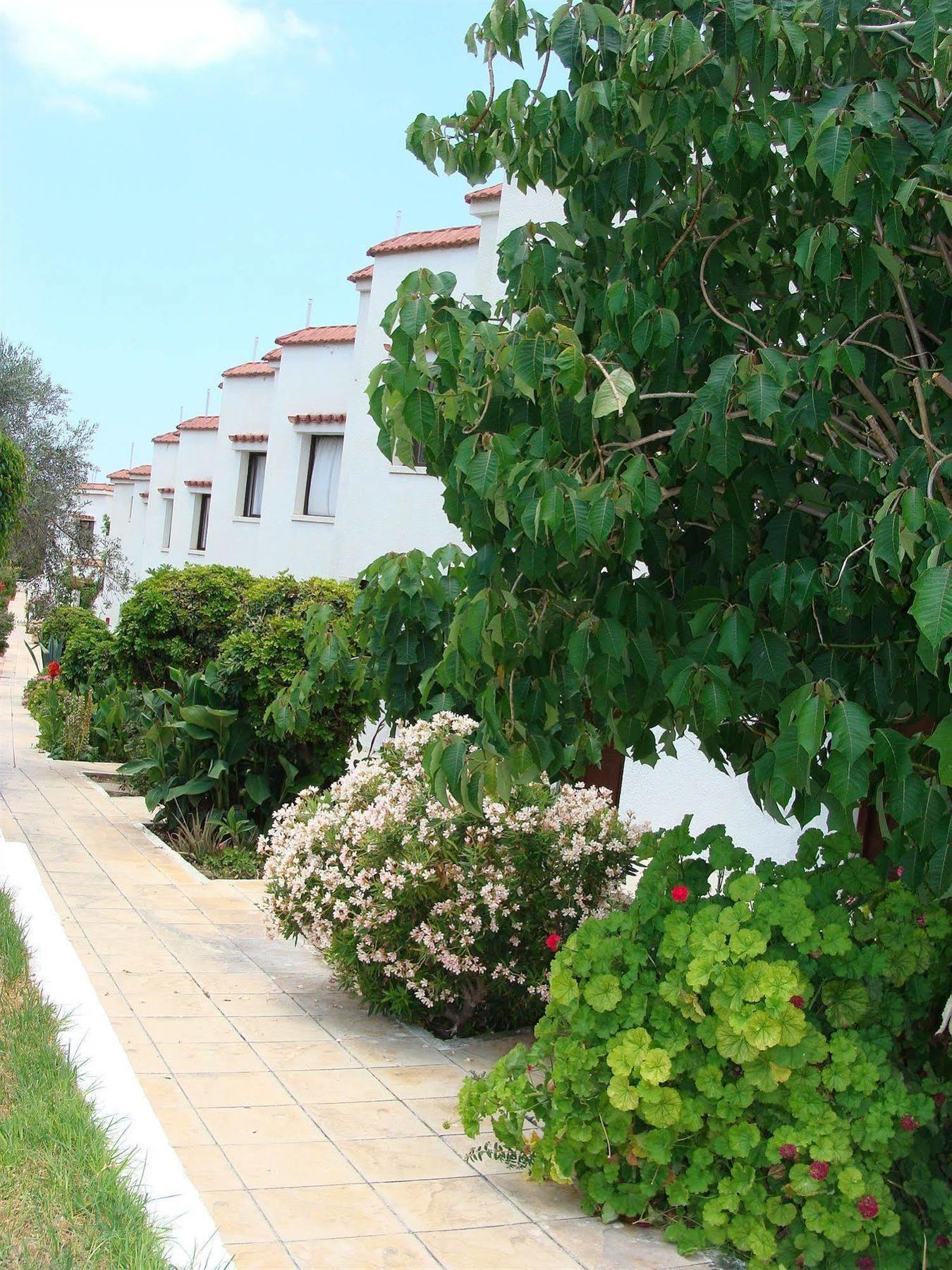 Bougainvillea Polis