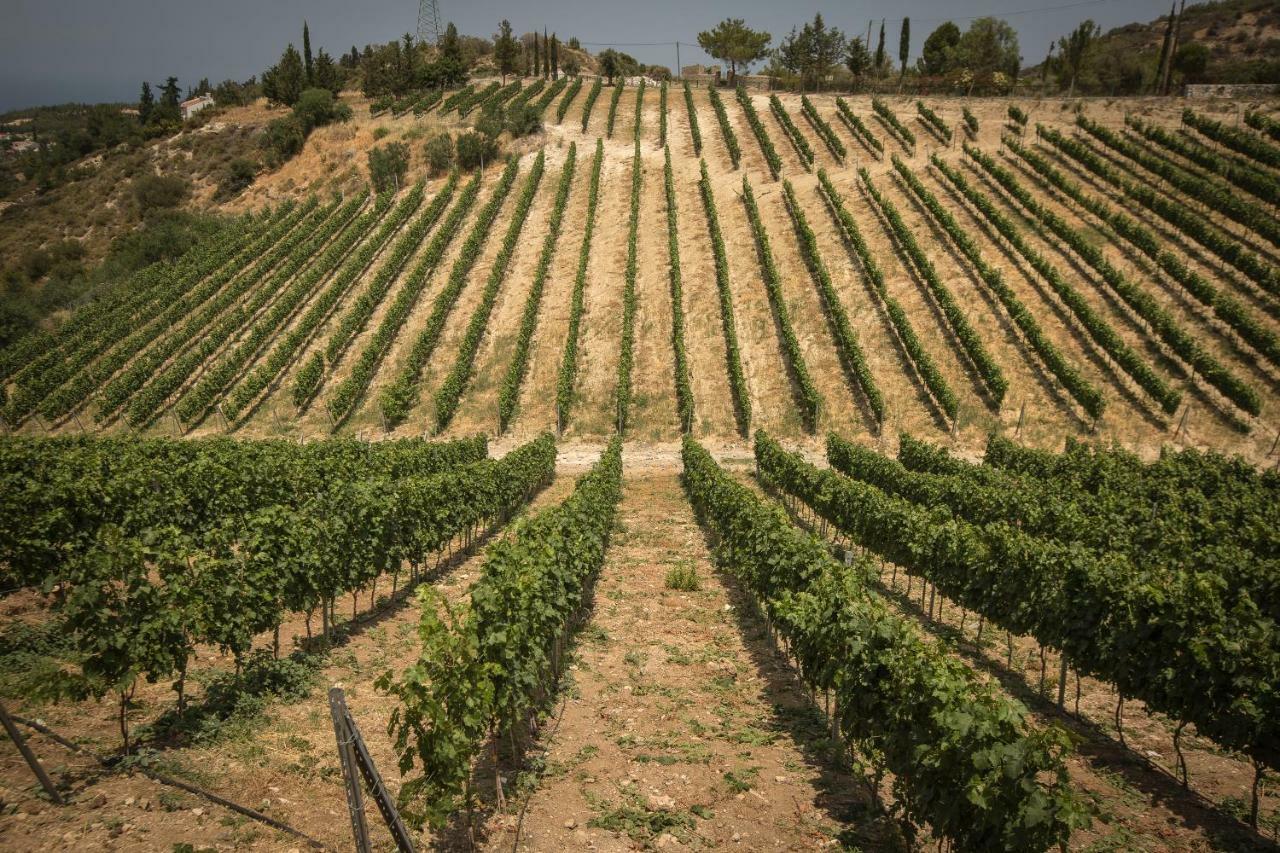 Gillham Vineyard