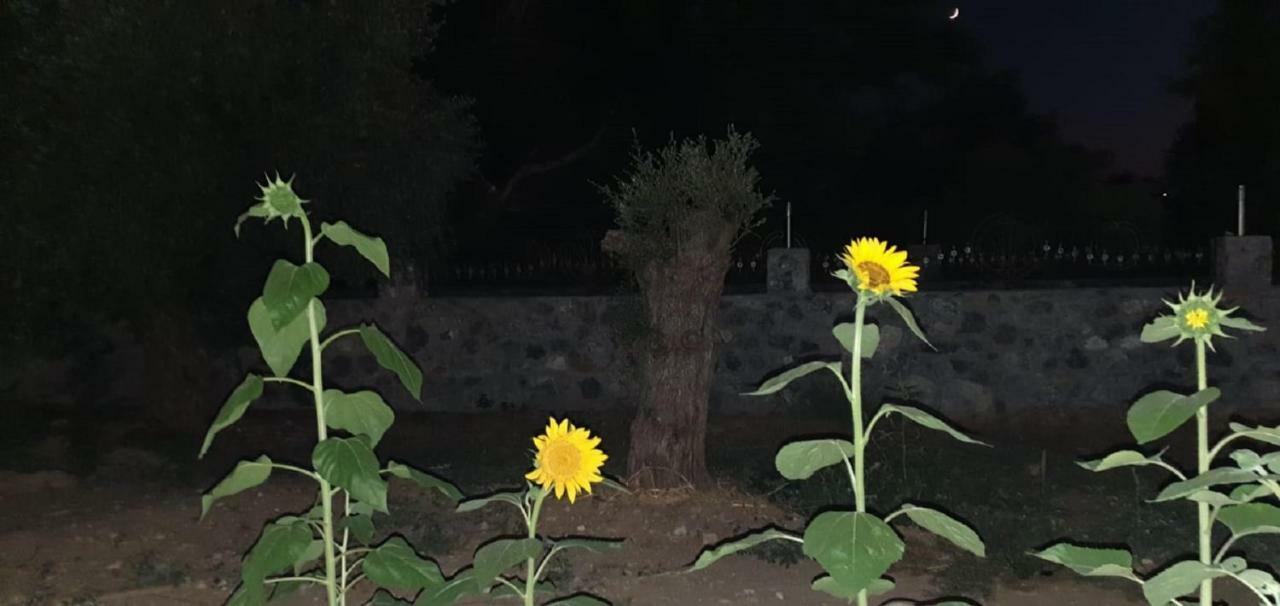 Villa Suluca Homes *