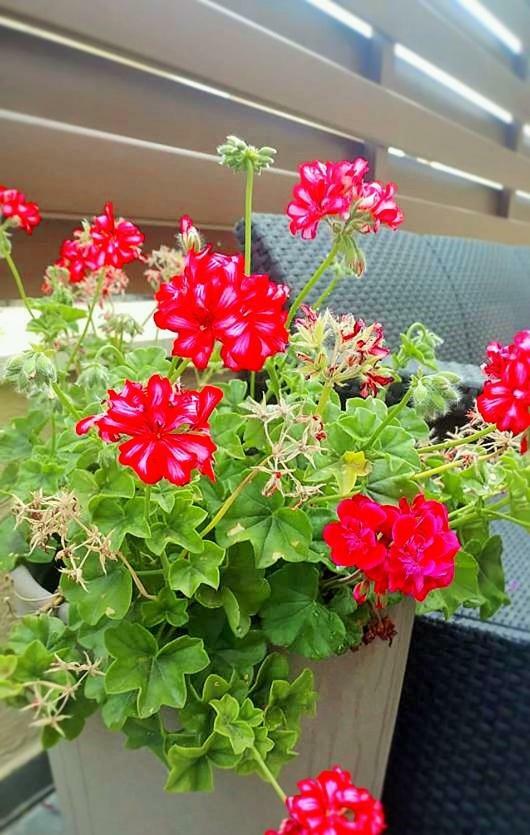 Holiday home Alkinoou Limassol