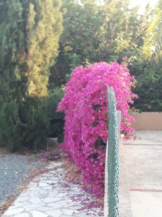 Olive Tree Villa *