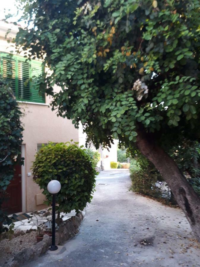 Olive Tree *