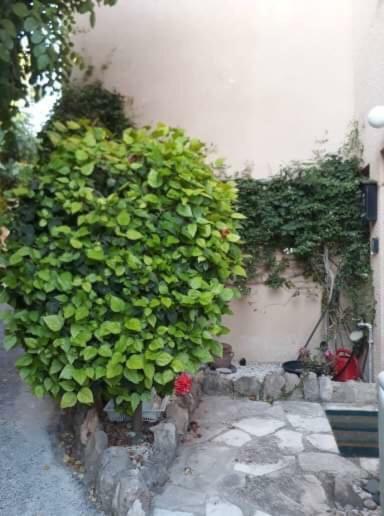 Olive Tree Villa