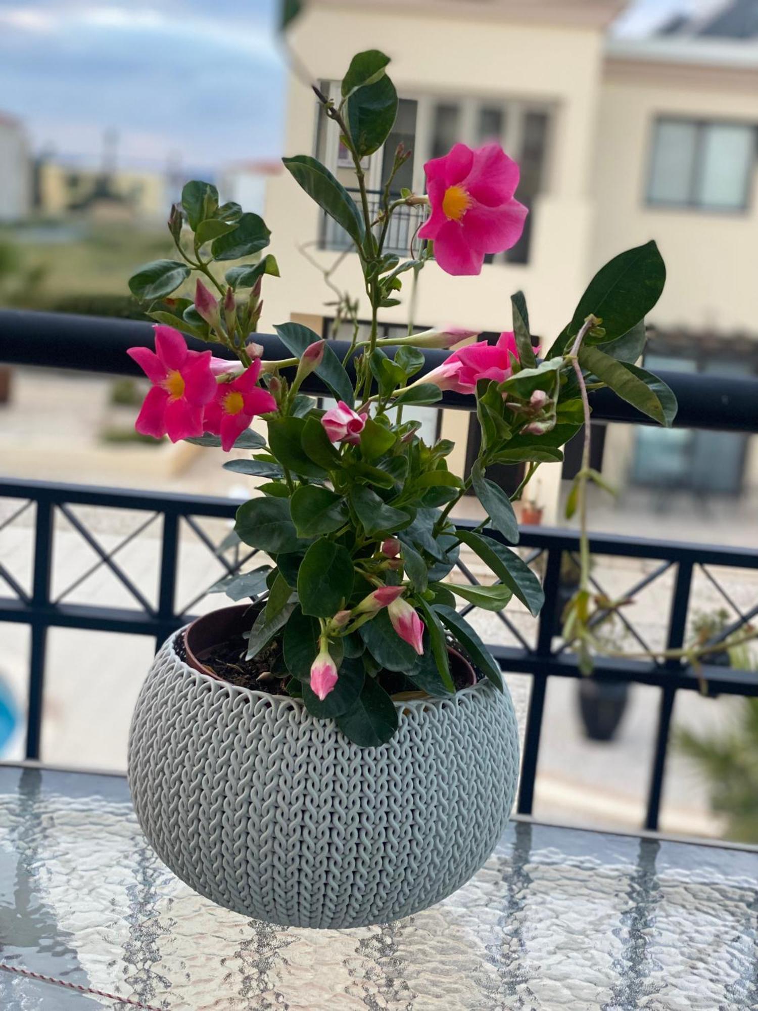 Faros Sea View