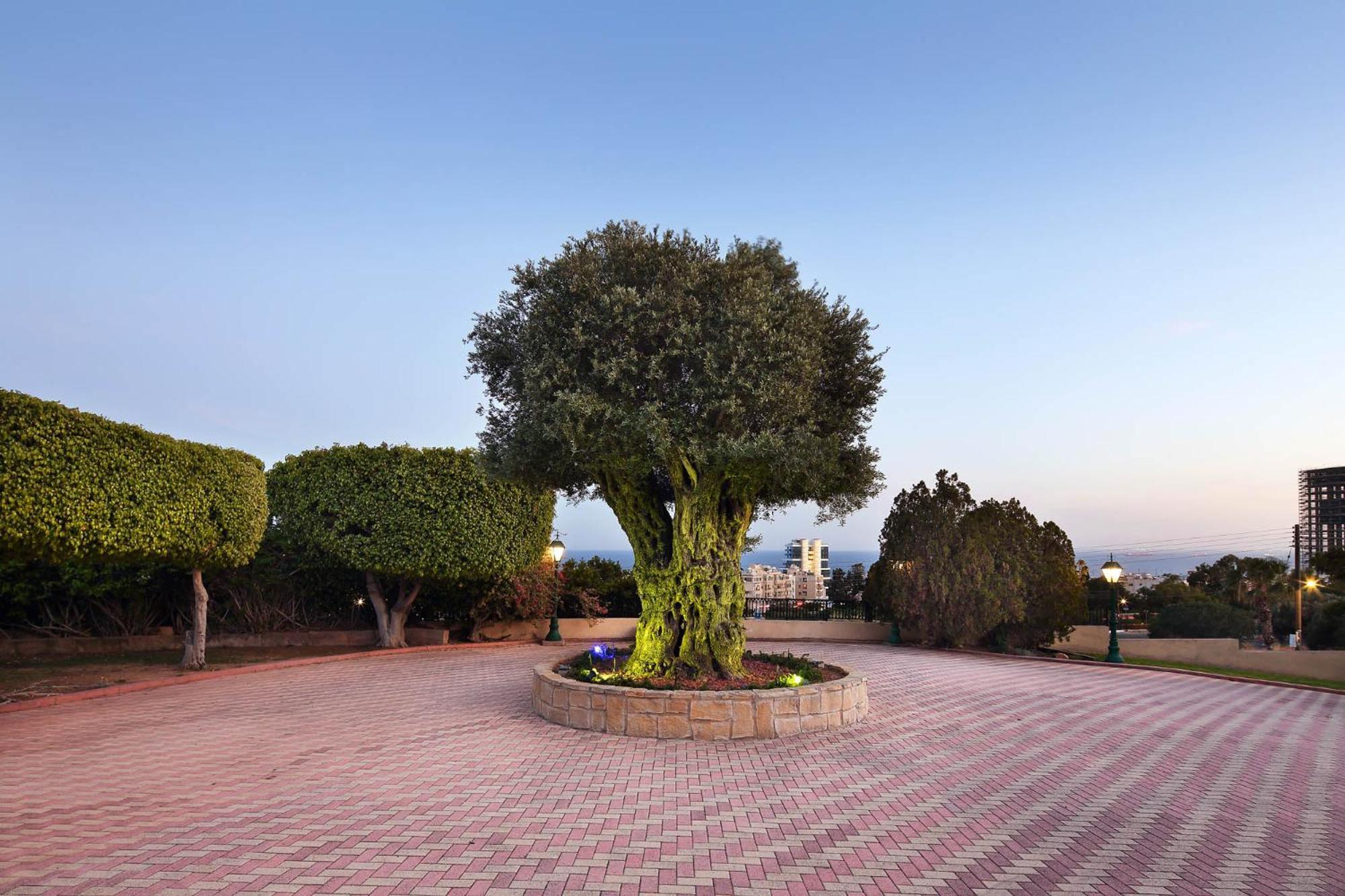 Olive Tree Appartement