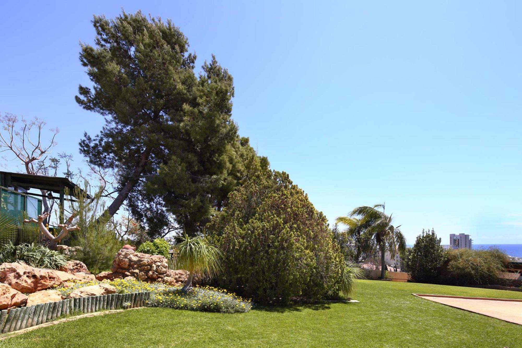 Olive Tree