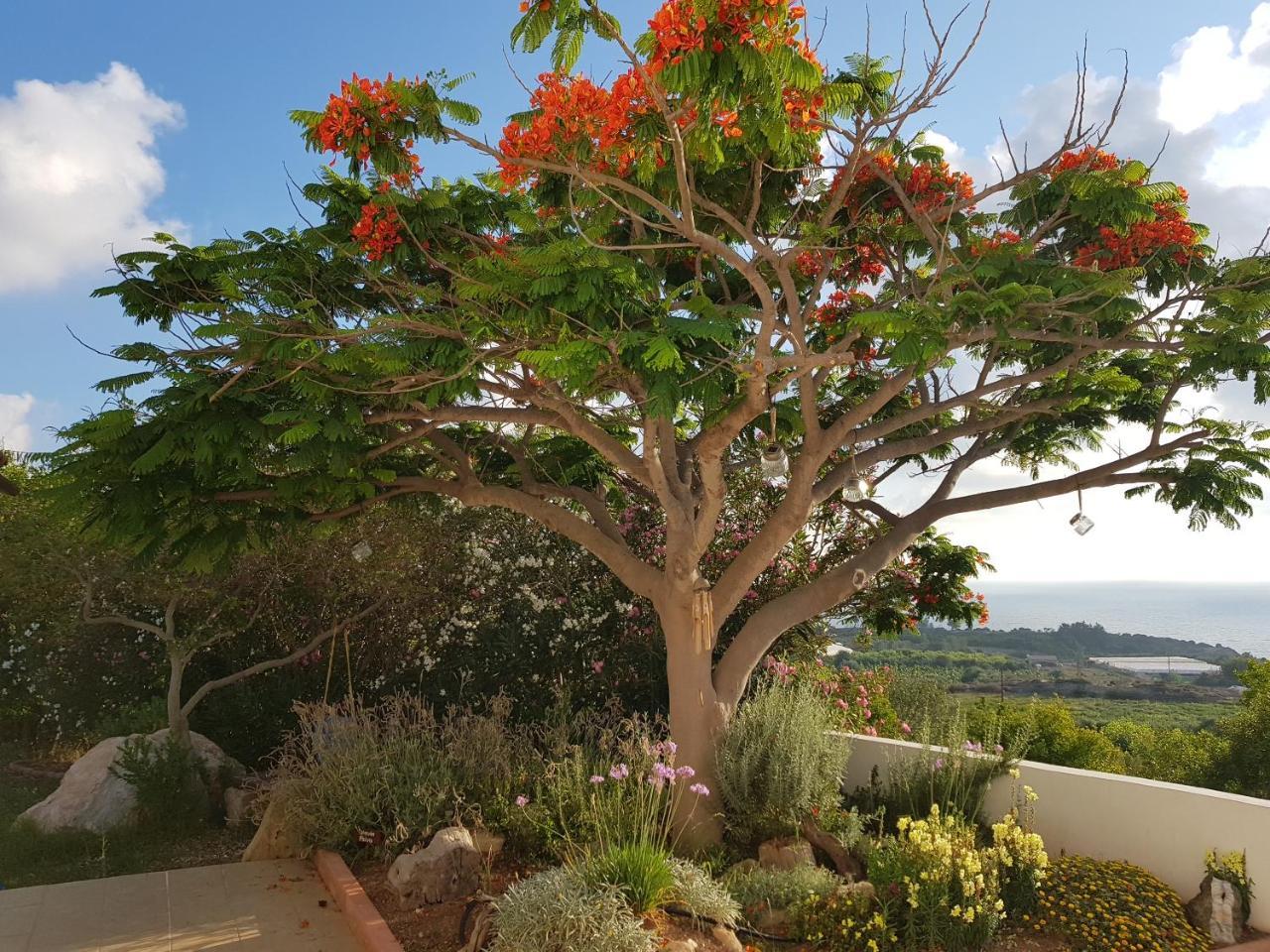 Coral Sunset Villa Tala