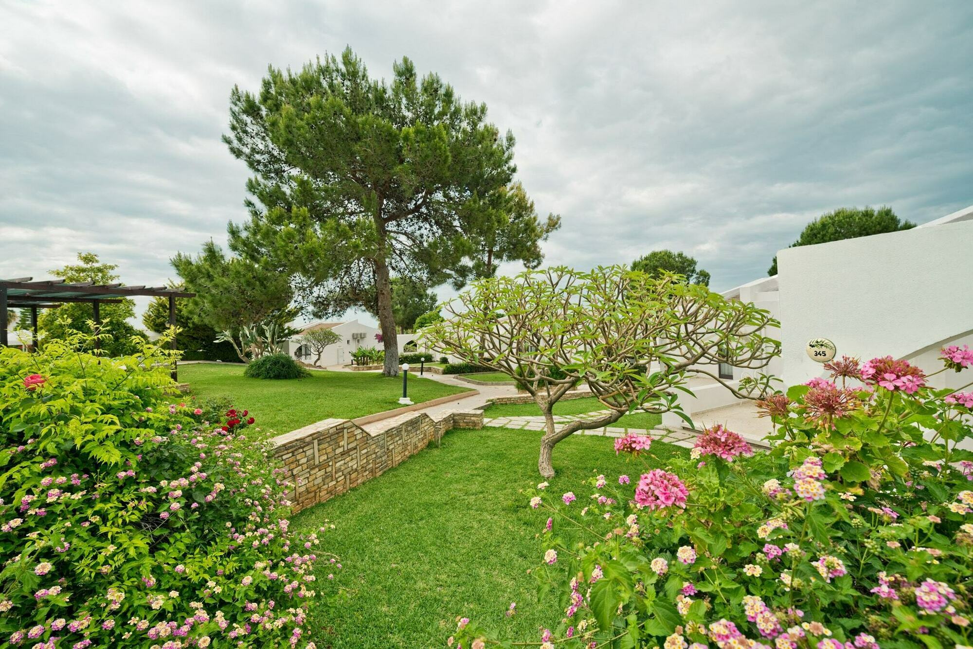 The Olive Tree Agios Epiktitos