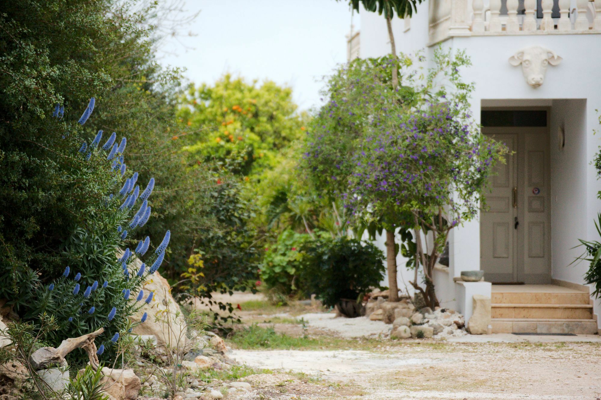 Coral Sunset Villa Tala
