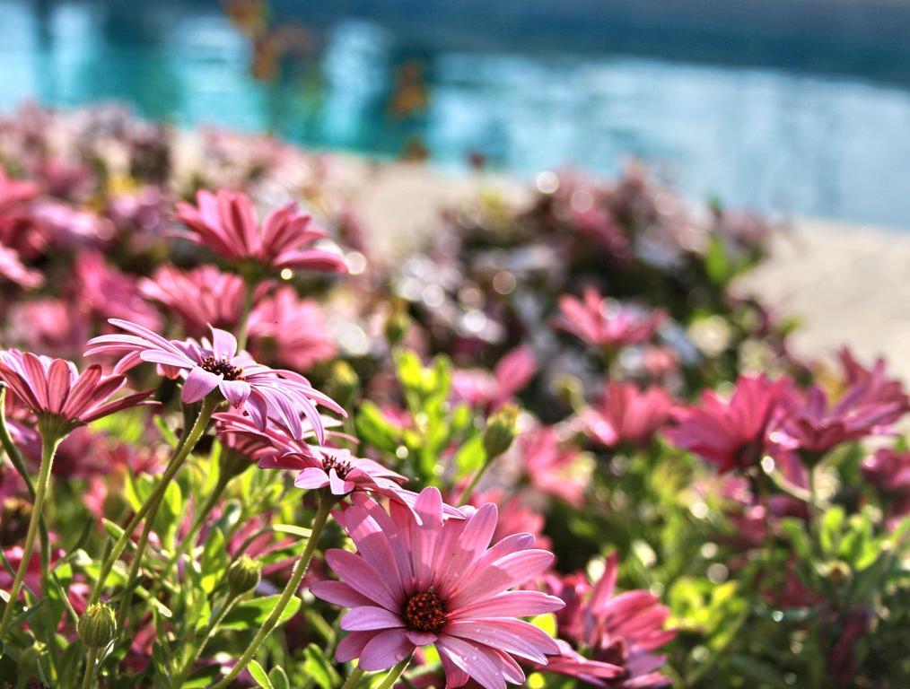 Pousada Paradise *